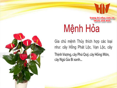 Đặt cây gì trong phòng khách cho hợp mệnh gia chủ